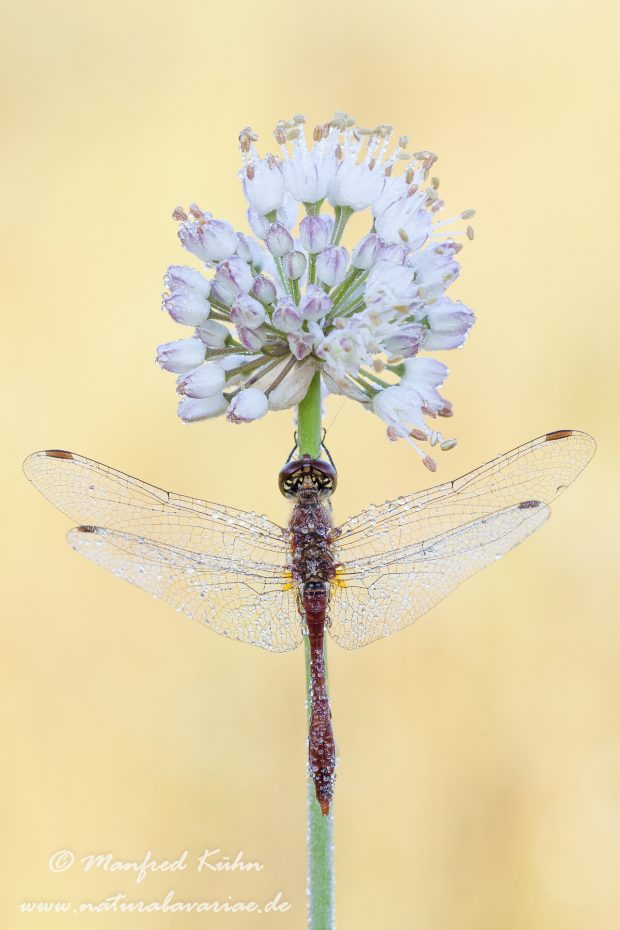 Heidelibelle (Sumpf-)_0043