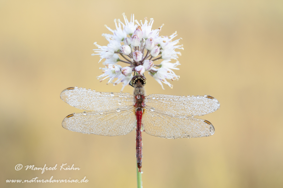 Heidelibelle (Sumpf-)_0046