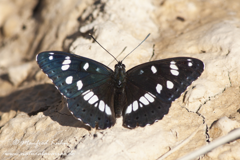 Eisvogel (Blauschwarzer)_0003