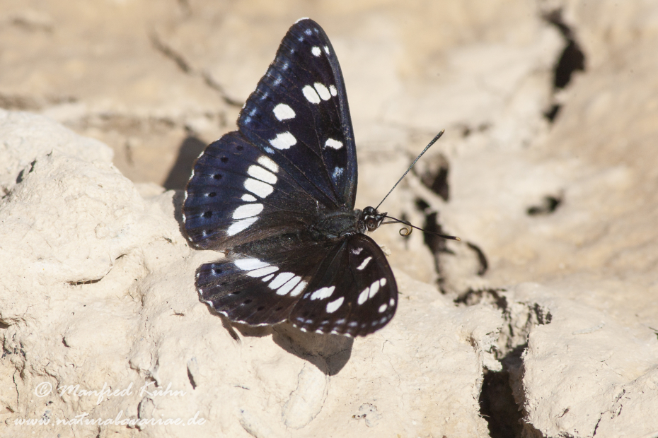 Eisvogel (Blauschwarzer)_0007