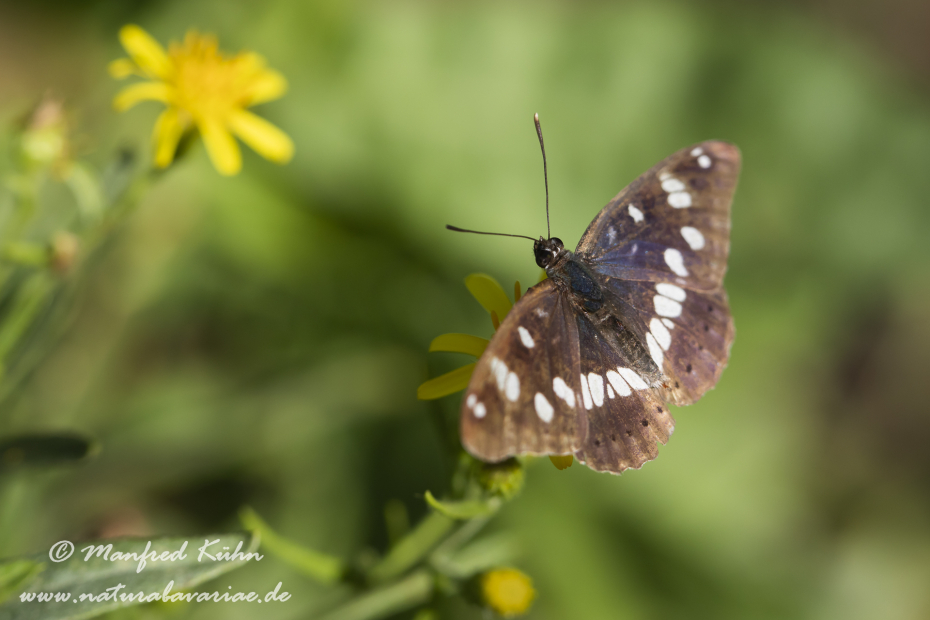 Eisvogel (Blauschwarzer)_0013