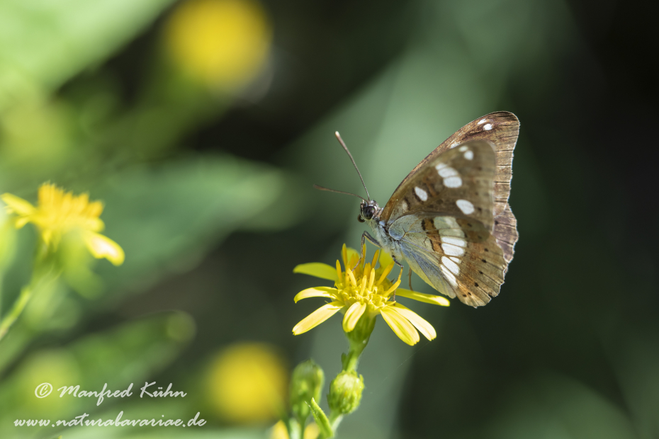 Eisvogel (Blauschwarzer)_0015