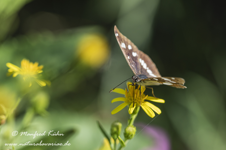 Eisvogel (Blauschwarzer)_0017