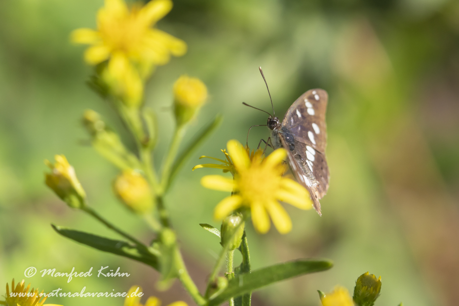 Eisvogel (Blauschwarzer)_0022