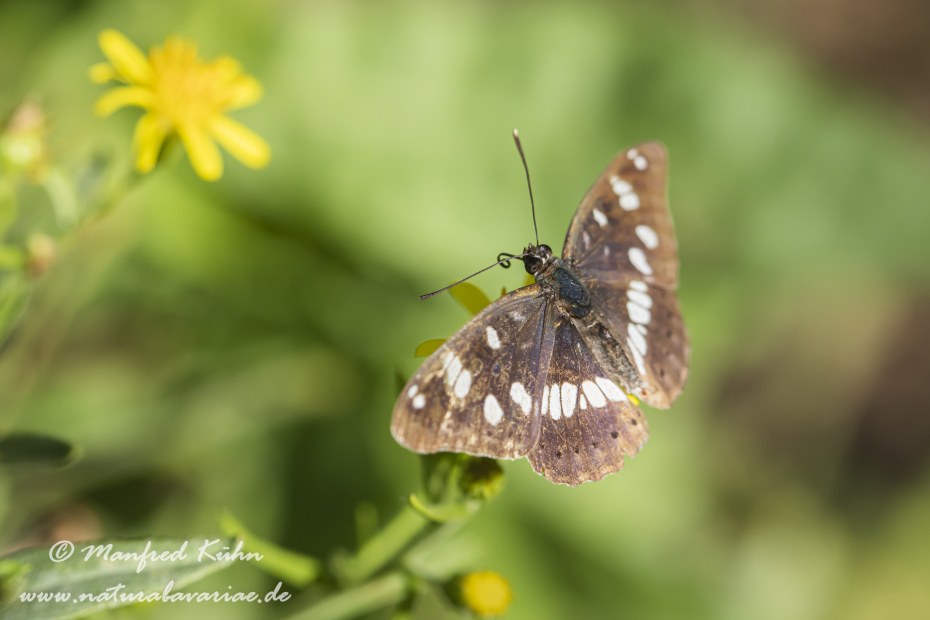 Eisvogel (Blauschwarzer)_0024