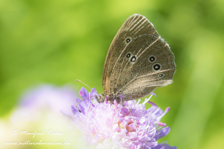 Waldvogel (Brauner)_0013