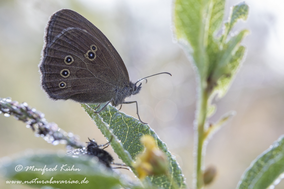Waldvogel (Brauner)_0016