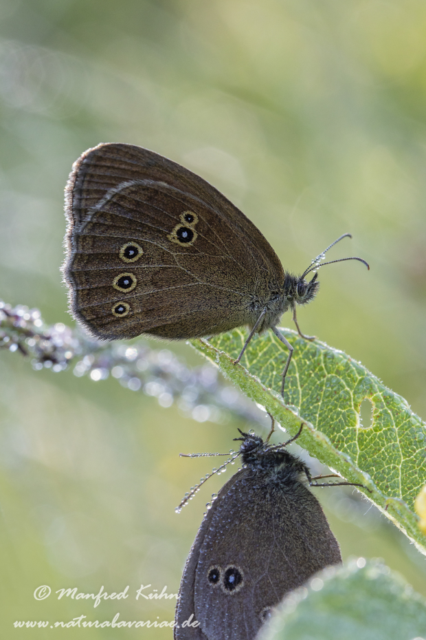 Waldvogel (Brauner)_0017