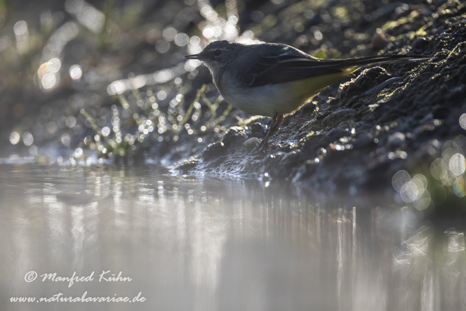 Gebirgsstelze ()_0110
