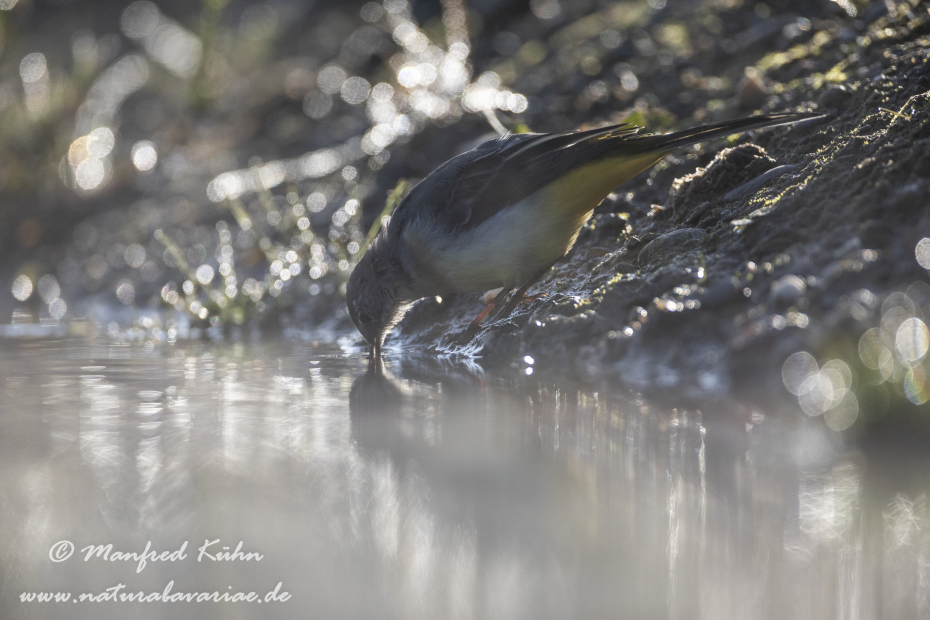 Gebirgsstelze ()_0111