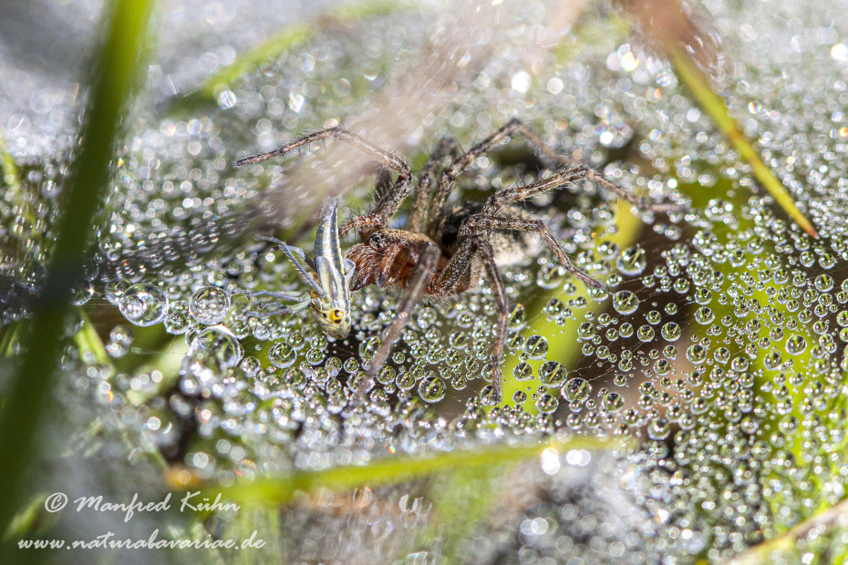Labyrinthspinne ()_0002