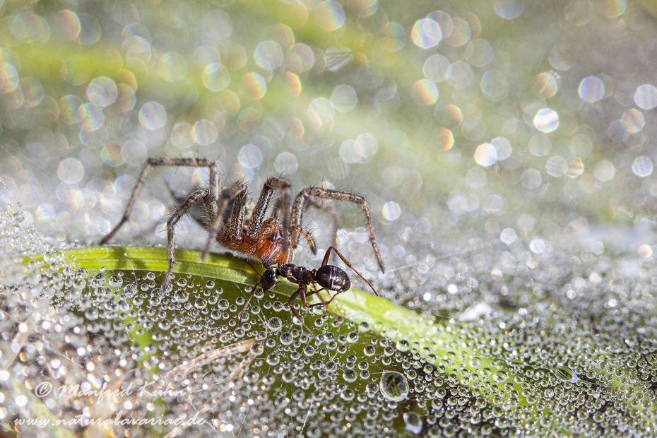 Labyrinthspinne ()_0005