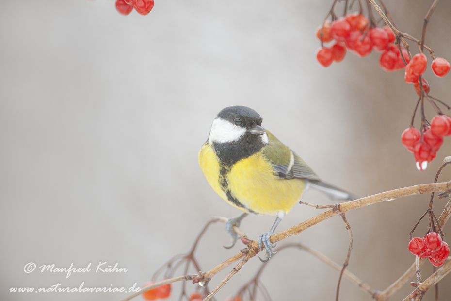 Kohlmeise ()_0026