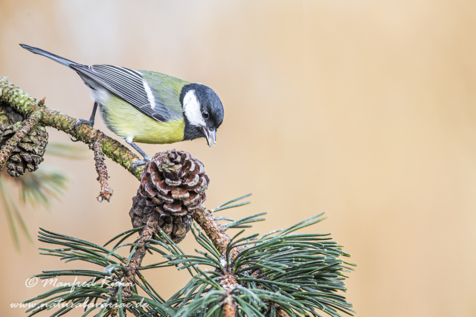 Kohlmeise ()_0050