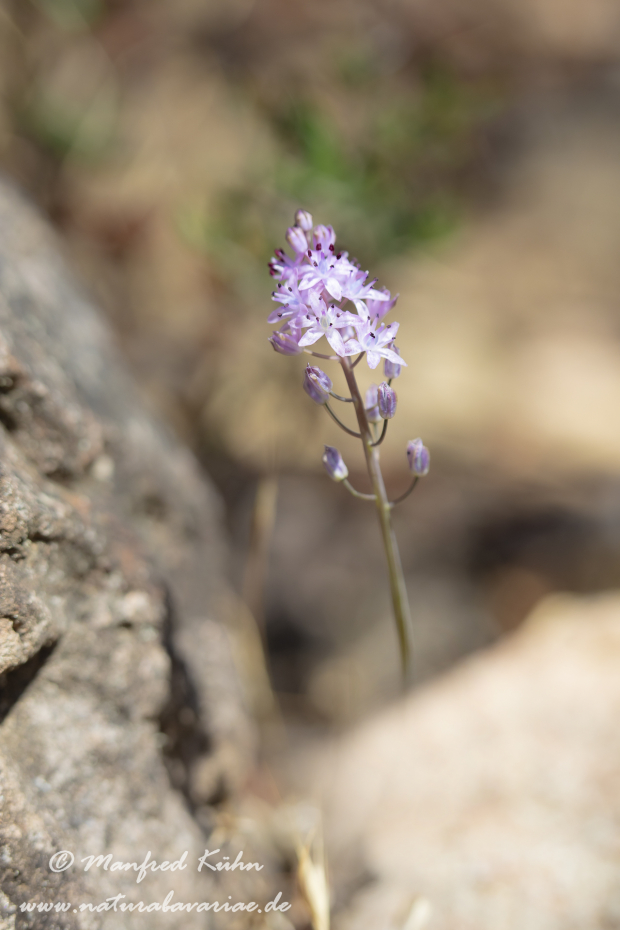 Blaustern (Herbst-)_0011