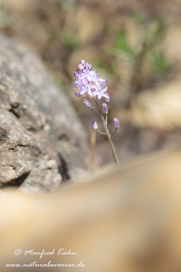 Blaustern (Herbst-)_0012