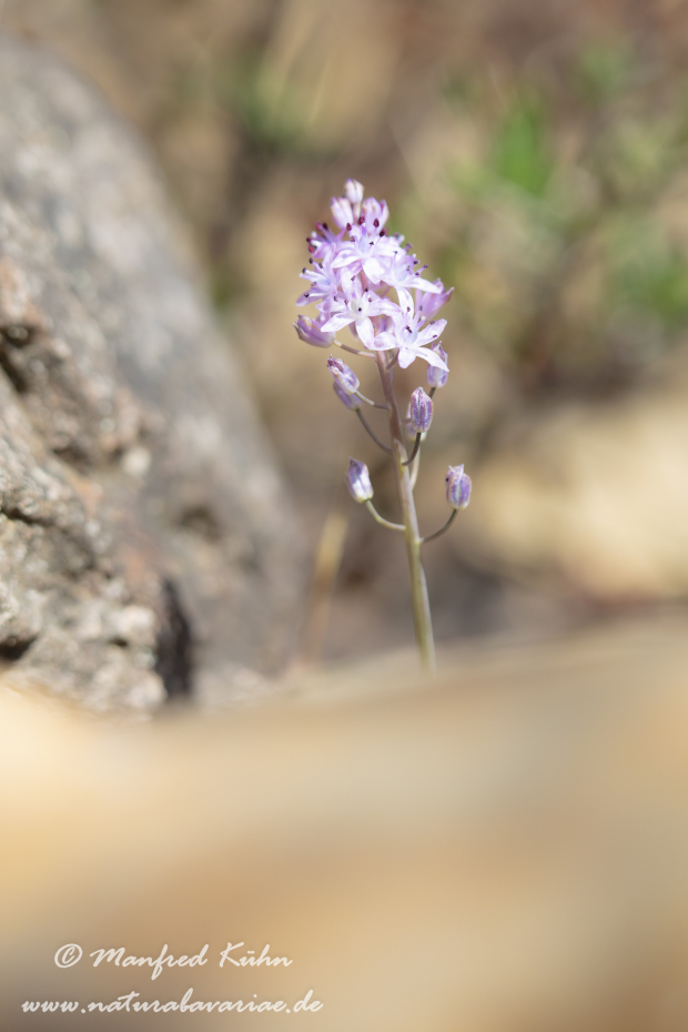 Blaustern (Herbst-)_0015