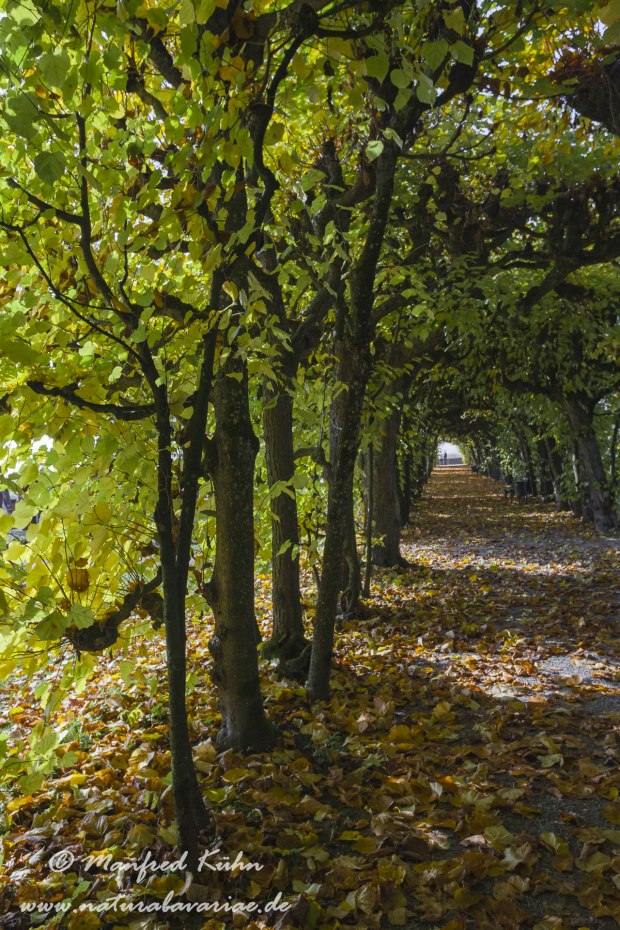 Dachau_Schloßpark (BAY_LKR_DAH)_0007