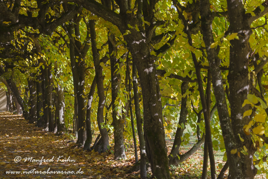 Dachau_Schloßpark (BAY_LKR_DAH)_0011
