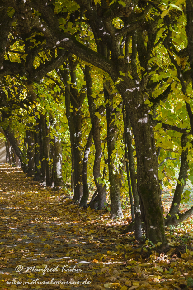 Dachau_Schloßpark (BAY_LKR_DAH)_0012