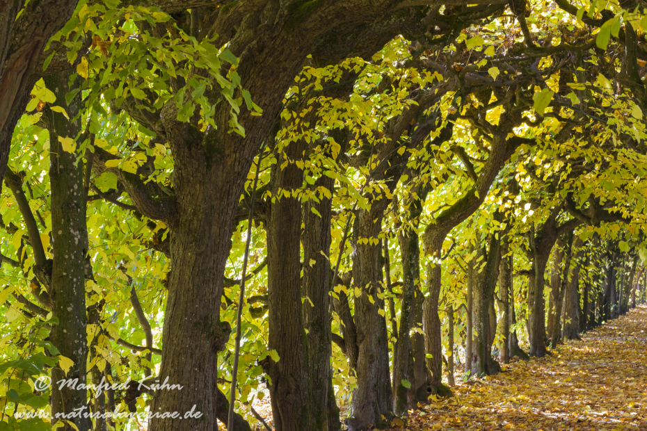 Dachau_Schloßpark (BAY_LKR_DAH)_0013