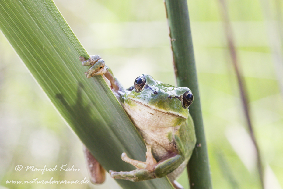 Laubfrosch (Mittelmeer-)_0012