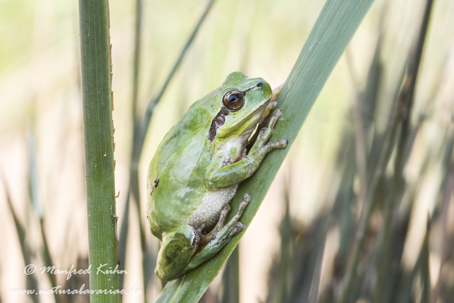 Laubfrosch (Mittelmeer-)_0015