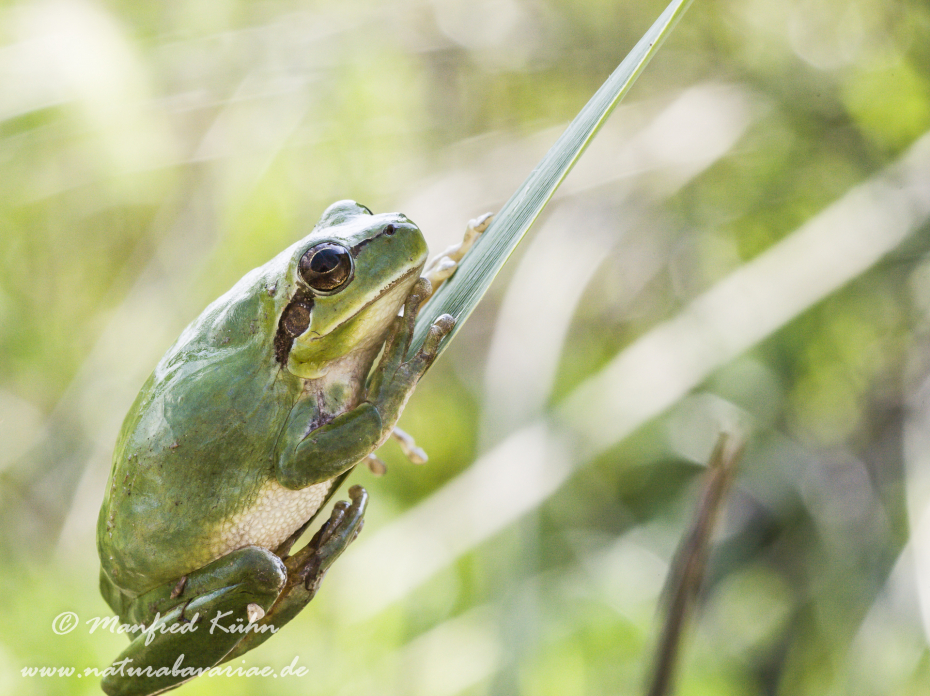 Laubfrosch (Mittelmeer-)_0016