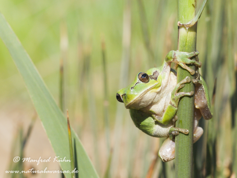 Laubfrosch (Mittelmeer-)_0020