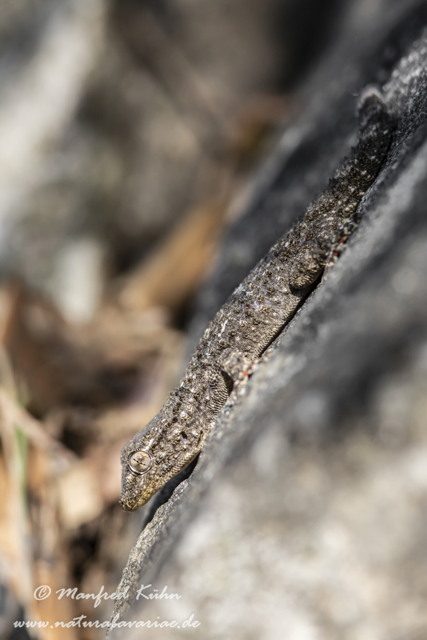 Mauergecko ()_0001