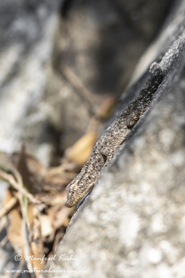 Mauergecko ()_0003