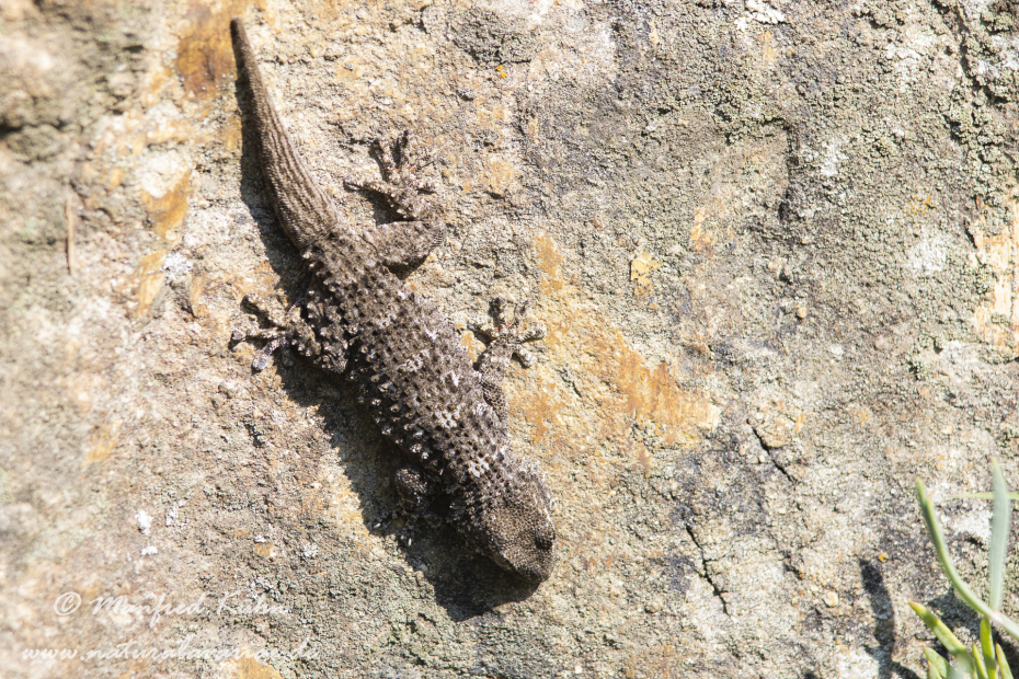 Mauergecko ()_0004