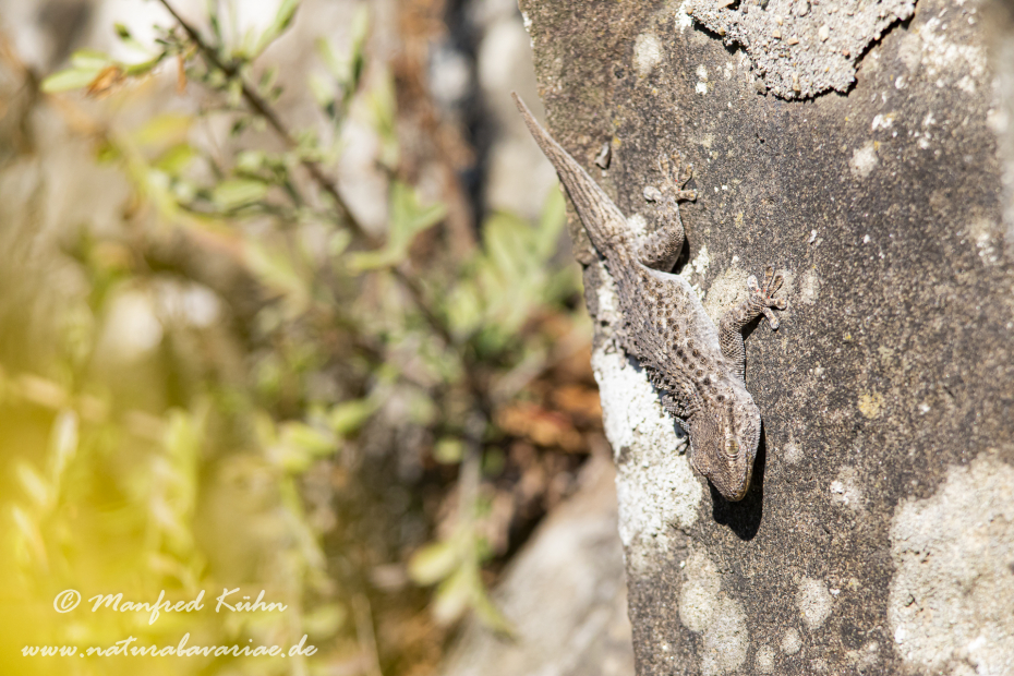Mauergecko ()_0005