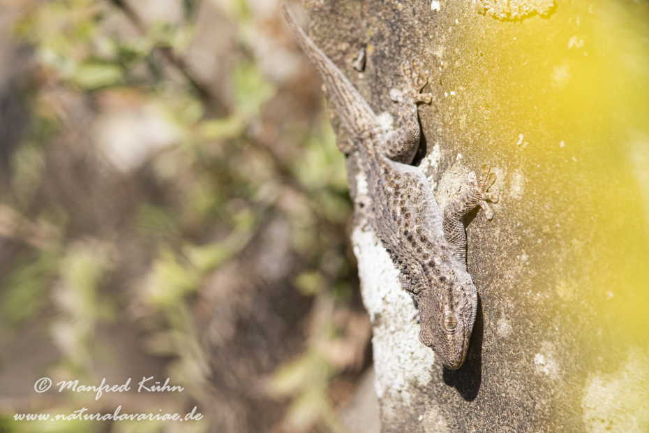 Mauergecko ()_0006