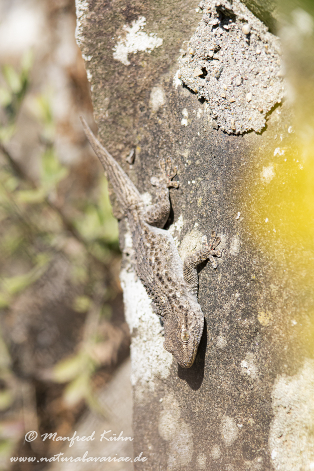 Mauergecko ()_0007