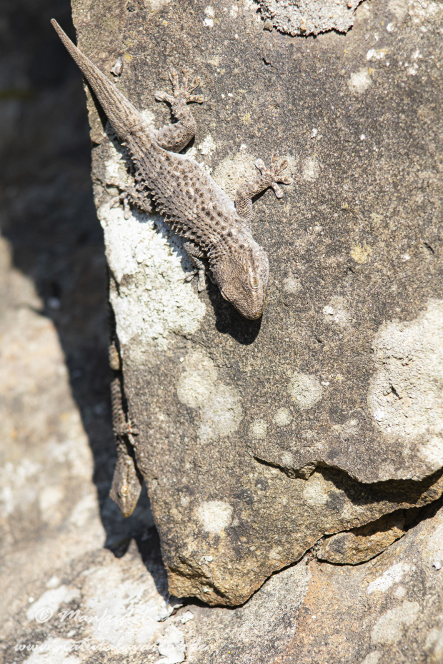 Mauergecko ()_0008