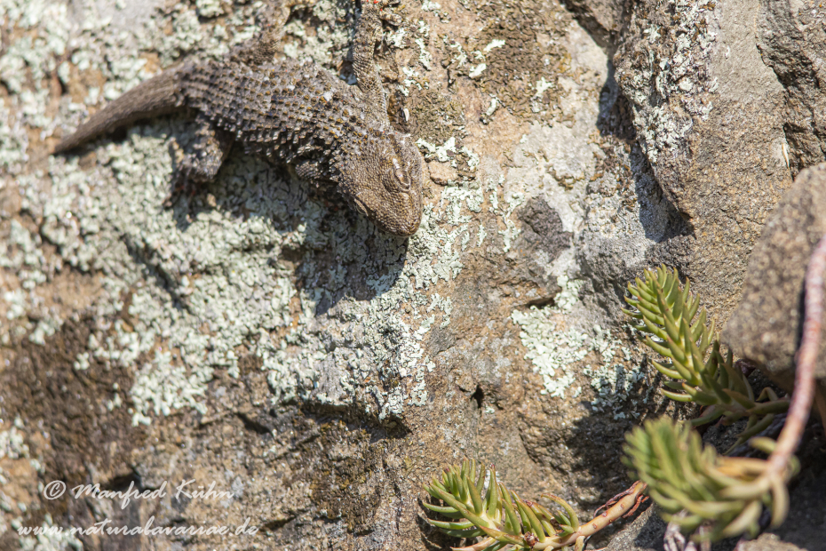 Mauergecko ()_0009