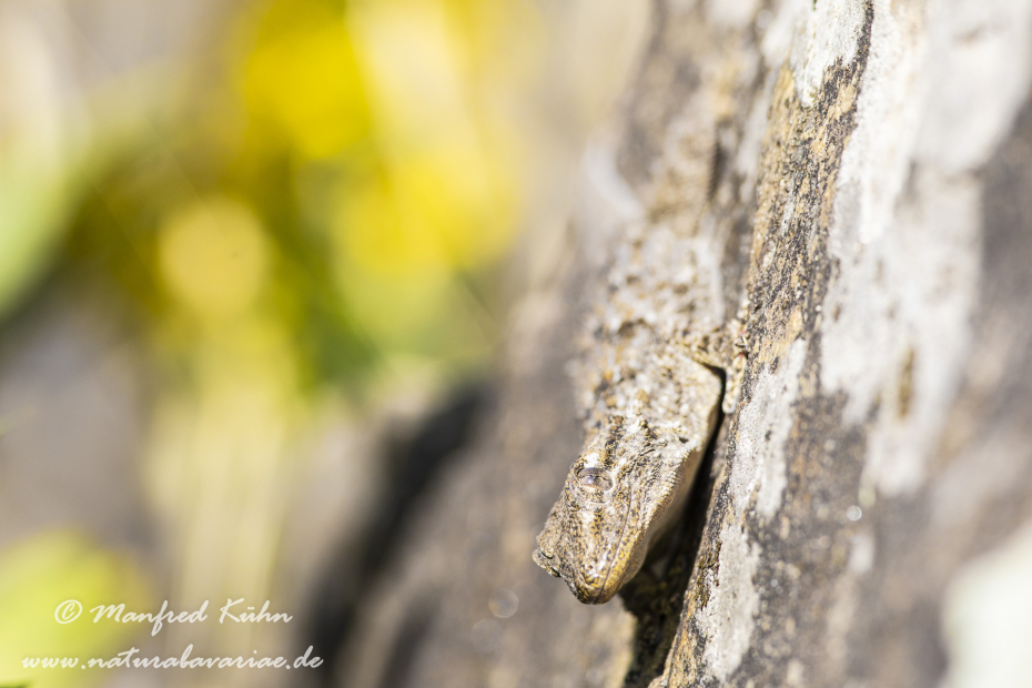 Mauergecko ()_0012