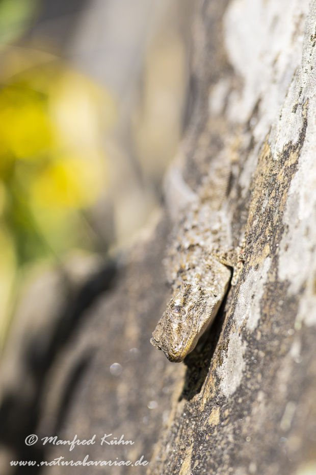 Mauergecko ()_0014