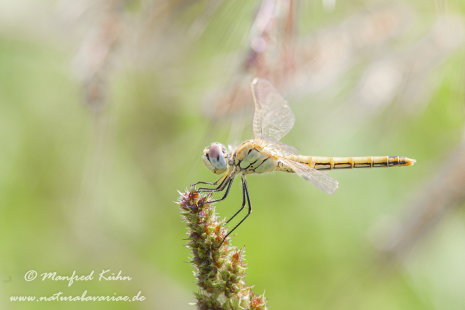 Heidelibelle (Frühe)_0004