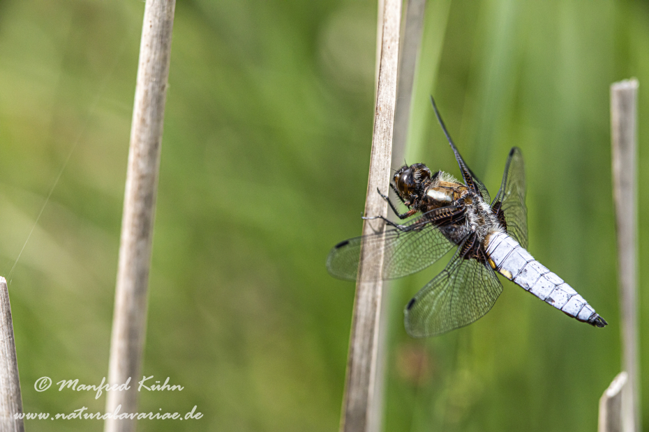 Plattbauch ()_0021