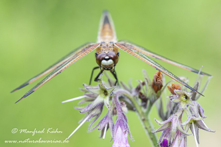 Vierflecklibelle ()_0003