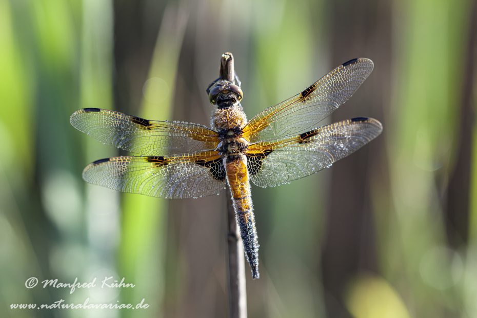 Vierflecklibelle ()_0013