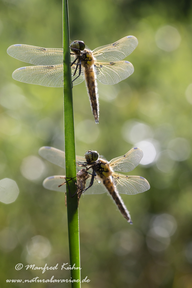 Vierflecklibelle ()_0026