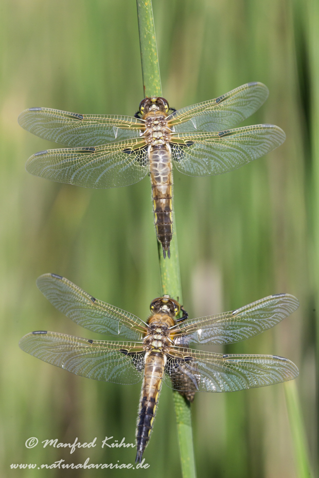Vierflecklibelle ()_0030