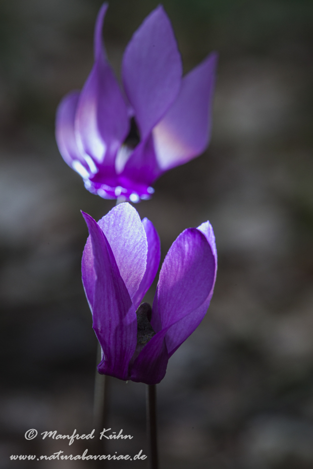 Alpenveilchen (Europaeisches)_0004