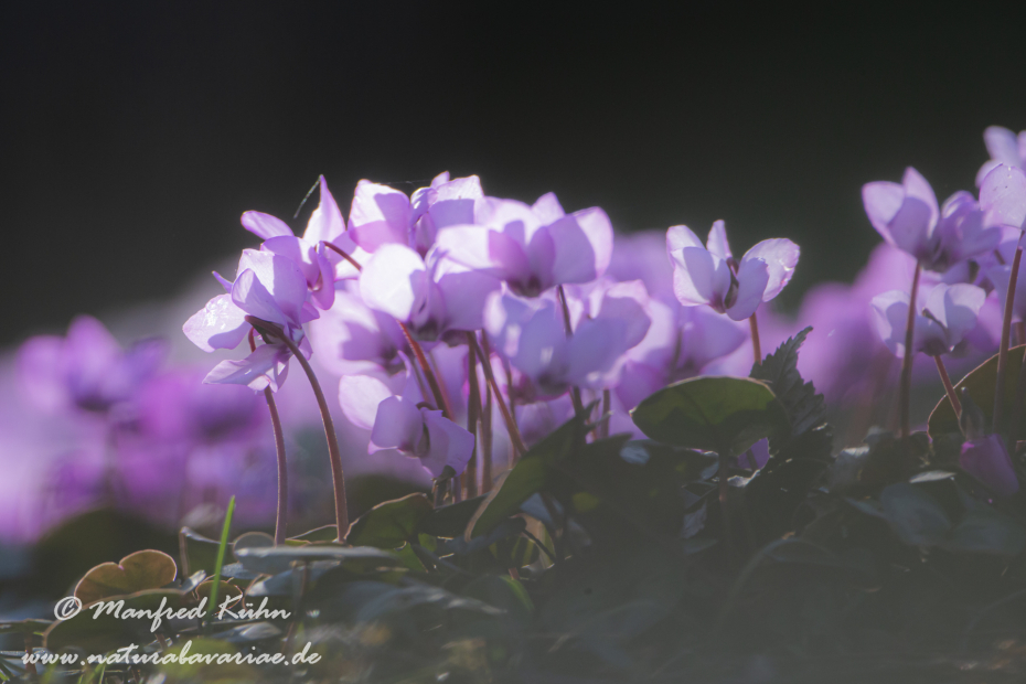 Alpenveilchen (Vorfruehlings-)_0006