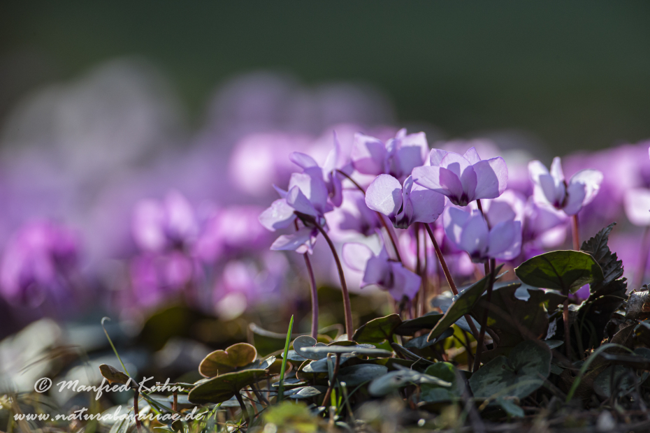 Alpenveilchen (Vorfruehlings-)_0011