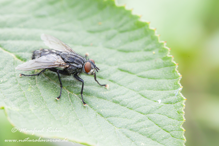 Fleischfliege (graue)_0014