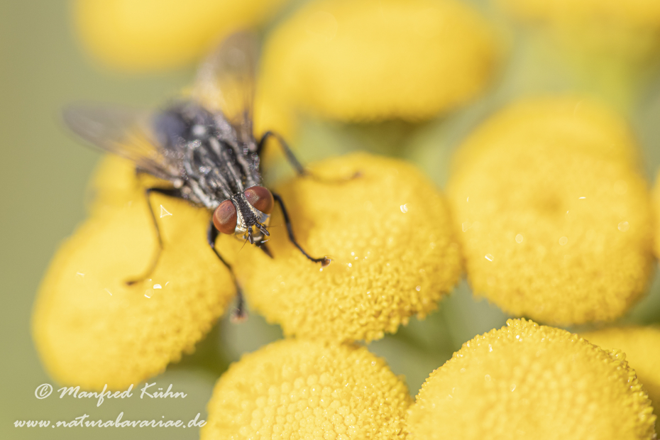 Fleischfliege (graue)_0016